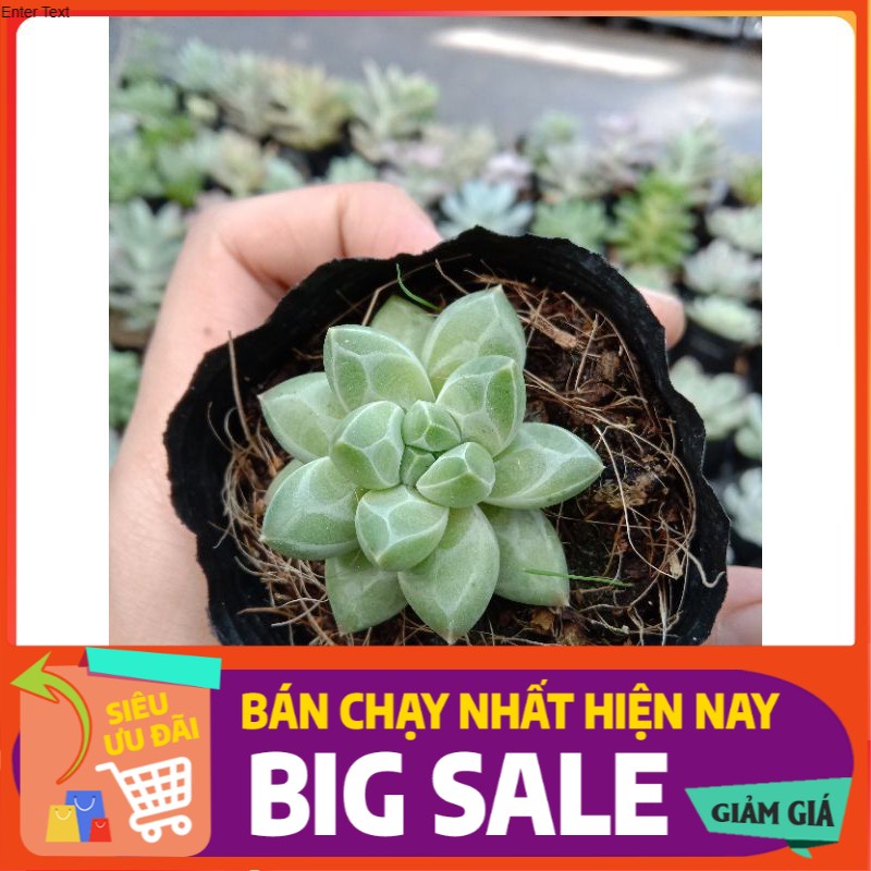 [BÁN BUÔN GÌ TẦM NÀY] Sen đá Kim Cương trắng size bầu nhỏ 8x8 cm