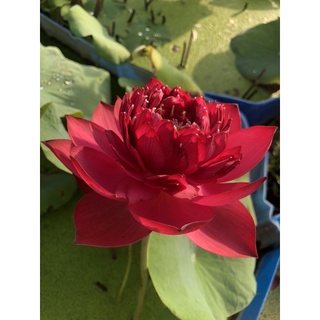 Củ sen đỏ Red Phoenix Phượng hoàng lửa
