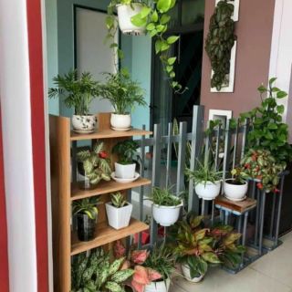 Kệ gỗ góc tường CÓ SẴN