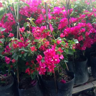 Hoa giấy Sa Đéc 2 cây khách chọn màu IB cho shop