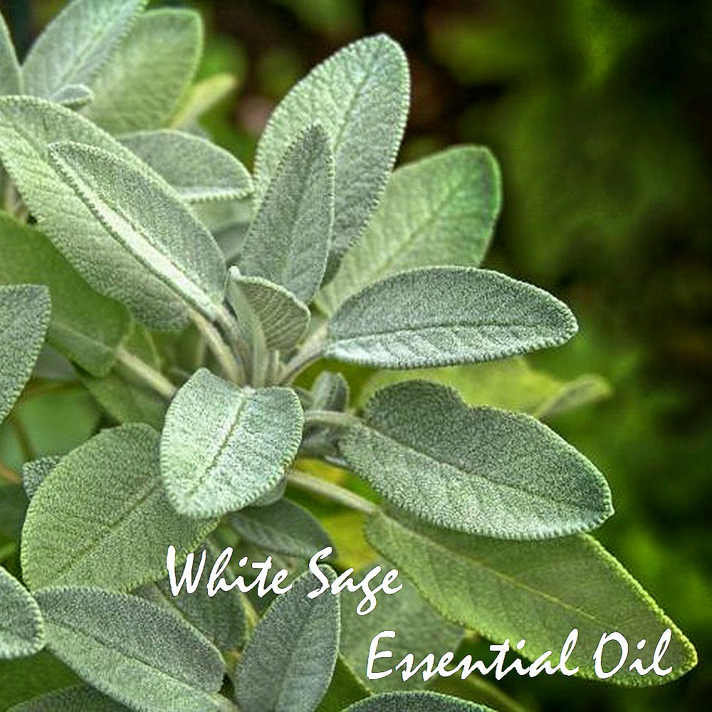Tinh dầu Xô thơm trắng White Sage Essential Oil
