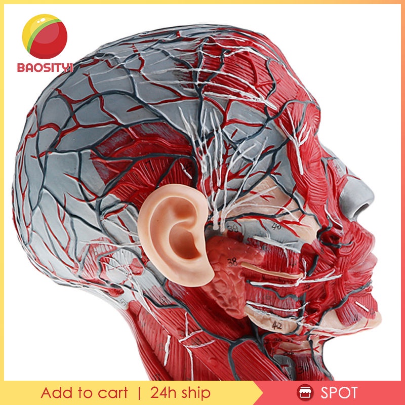 ✨Hàng sẵn sàng✨Mô hình đầu người tỉ lệ 1:1 dùng trong phòng thí nghiệm