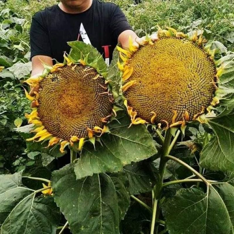 10 Hạt giống HƯỚNG DƯƠNG KHỔNG LỒ