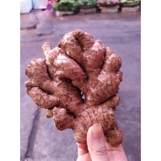 Củ gừng tươi 1kg.