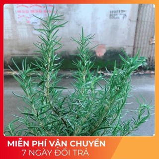 Hương Thảo (cao 40cm,ngang 20cm)