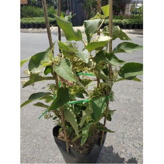 [Cây giống hoa] Ngọc Long Châu