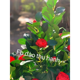 cây hoa trà mi giả 1m3(ảnh thật)
