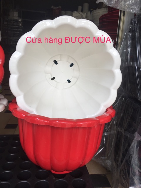 Chậu bí khổng lồ Đk 36cm- combo 3 cái