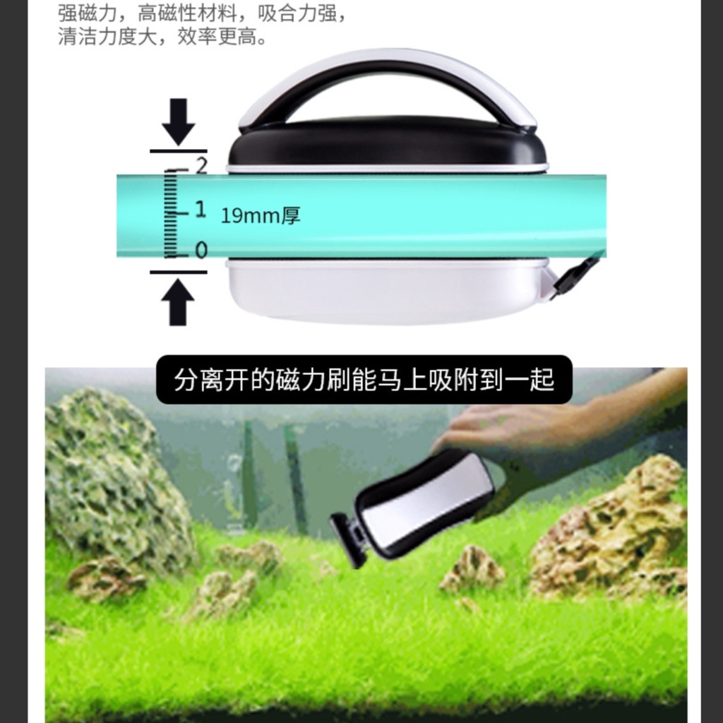 Lau kính hồ cá đủ loại, có cáo rêu bể thuỷ sinh cực sạch