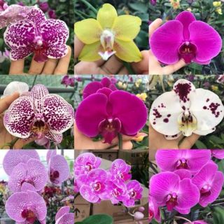 Hồ điệp cốc 2.8 cho hoa tết ảnh cuối