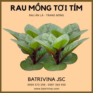 Gói 5gr hạt giống mồng tơi tím trang nông