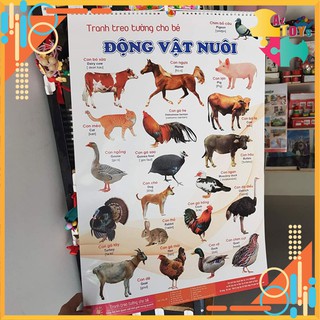 [XẢ KHO + TRỌN BỘ] Tranh Treo Tường Cho Bé Montessori Nhiều Chủ Đề Giúp Bé Nhận Biết Thới Giới Xung Quanh - AZT5245