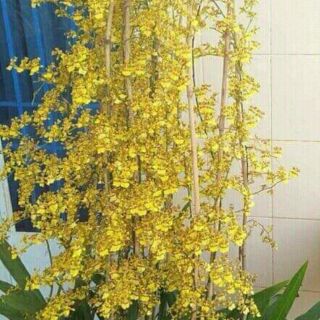 Vũ nữ mật ngọt