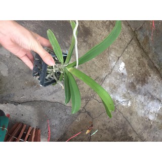 Ngọc điểm cây nhỡ
