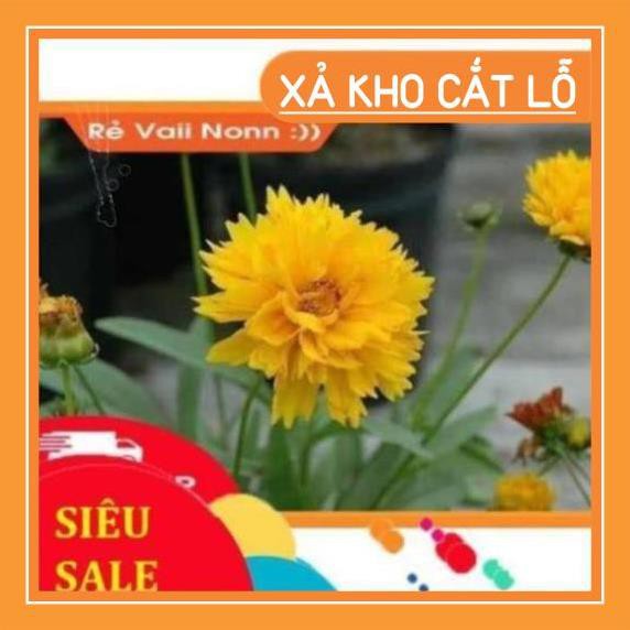 sale lớn chào đón khách hàng SALE sock hạt giống Cúc selela Chỉ Duyên chất lượng cao