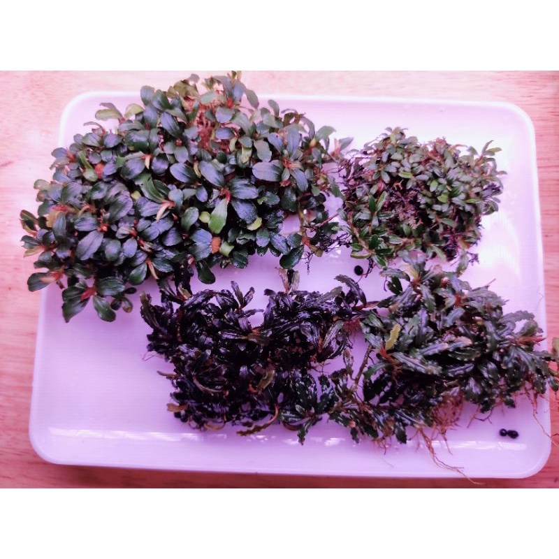 Bucep micro | Cây thủy sinh siêu nhỏ | Hàng bụi | lá cạn