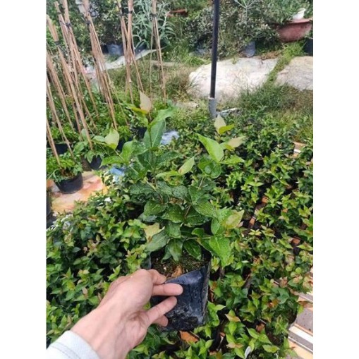 Cây giống Cherry Surinam - Giống Cherry Khía 8 múi ngoại nhập hay còn gọi Anh Đào Đen xuất xứ Brazil