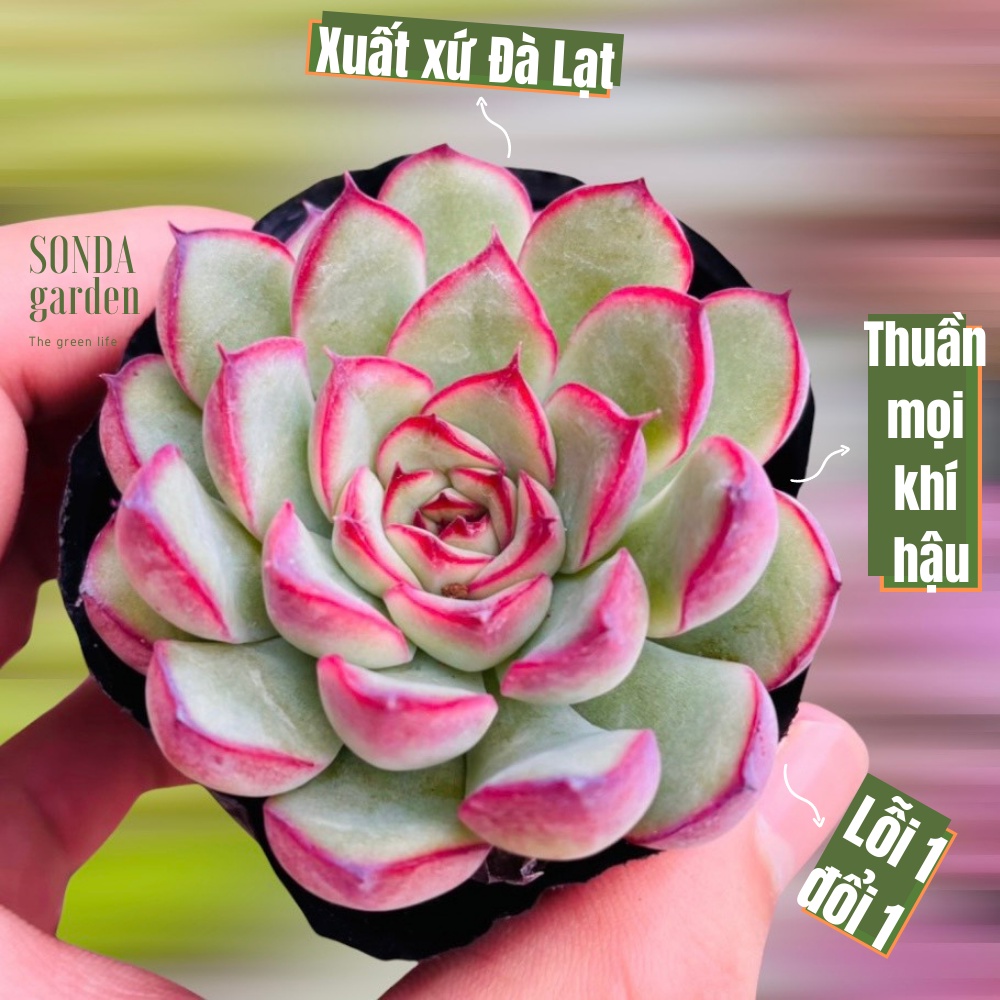 Sen đá viền hồng SONDA GARDEN size bé 5-8cm, xuất xứ Đà Lạt, khoẻ đẹp, lỗi 1 đổi 1