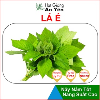 Hạt giống Lá É Húng Quế Trắng, thu hoạch sớm, dễ trồng, nảy mầm cao, sinh trưởng khoẻ