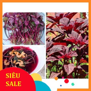 20g Hạt giống Rau Dền đỏ VIETPHAT