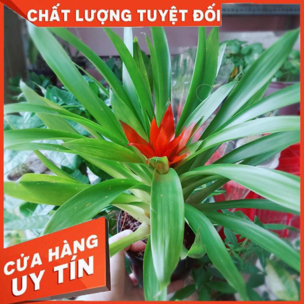 Phong lộc hoa Nhiều Người Mua