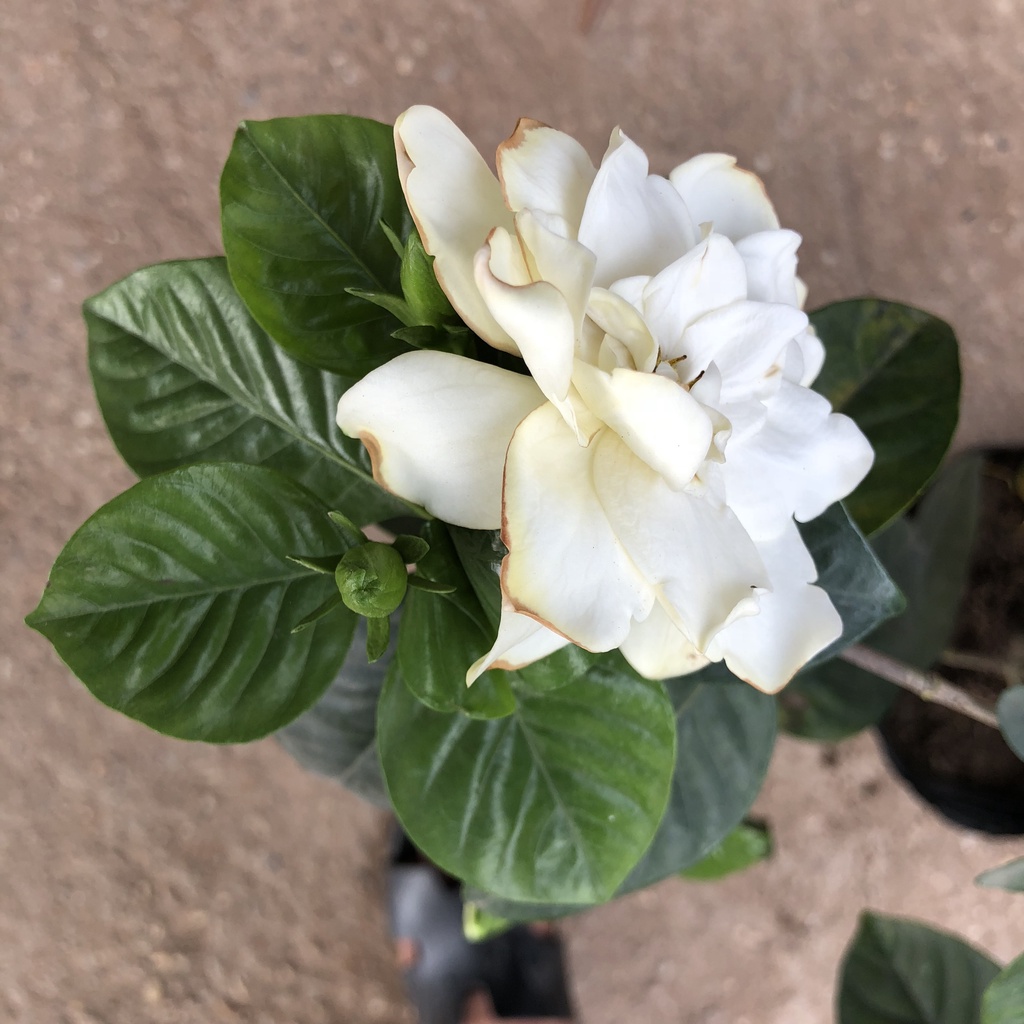 Cây dành dành - bạch thiên hương Cao 35cm bụi to hoa nở hương thơm ngào ngạt trang trí sân vườn