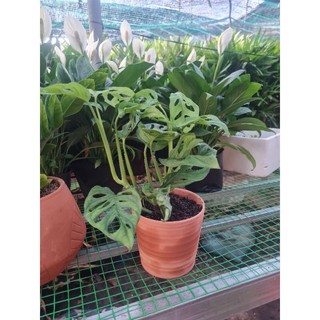 Trầu bà lá lỗ