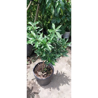 Cây Tắc Thái ( tắc vỏ ngọt) đang có trái
