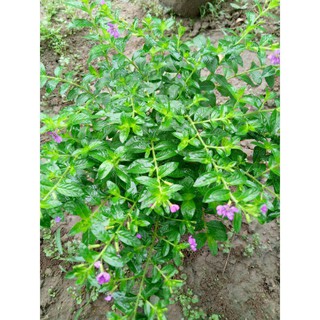 CÂY CẨM TÚ MAI