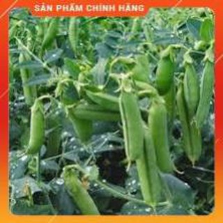 HẠT GIỐNG ĐẬU HÀ LAN GÓI 50G