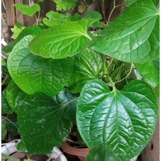 3 cây lá lốt giống