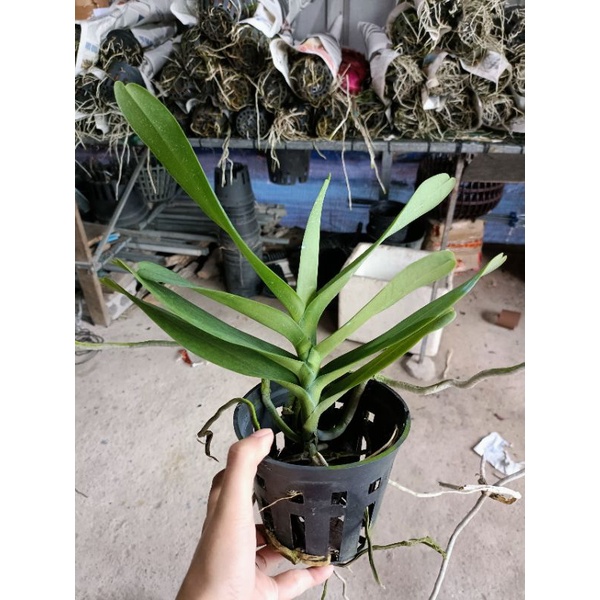 Lan Renred cây tơ đẹp