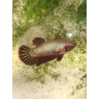 Betta 10 bé thuỷ sinh như hình