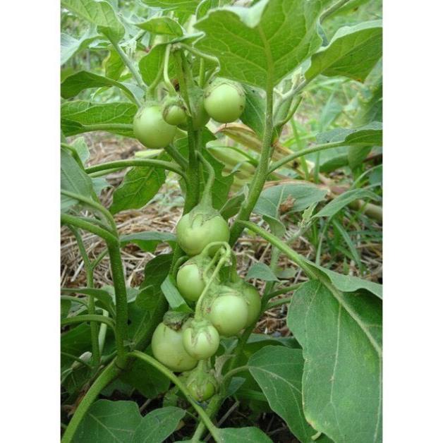 Hạt Giống Cà Pháo Xanh Cao Sản F1⚡️ Chống Chịu Sâu Bệnh Sinh Trưởng Khỏe