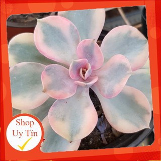 sen đá Hồng cánh tròn var trung🍏 |FREESHIP| 🔥 XỨ NÓNG, ĐÃ THUẦN KHÍ HẬU, KHOẺ ĐẸP 🍏 LỖI 1 ĐỔI 1