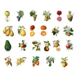 HỘP STICKER FRUIT FLAVOR