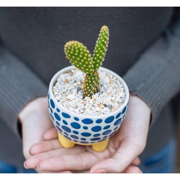 Hạt giống Xương rồng tai thỏ 20 hạt ĐẾN MÙA TRỒNG TẾT luckyseed hạt siêu rẻ