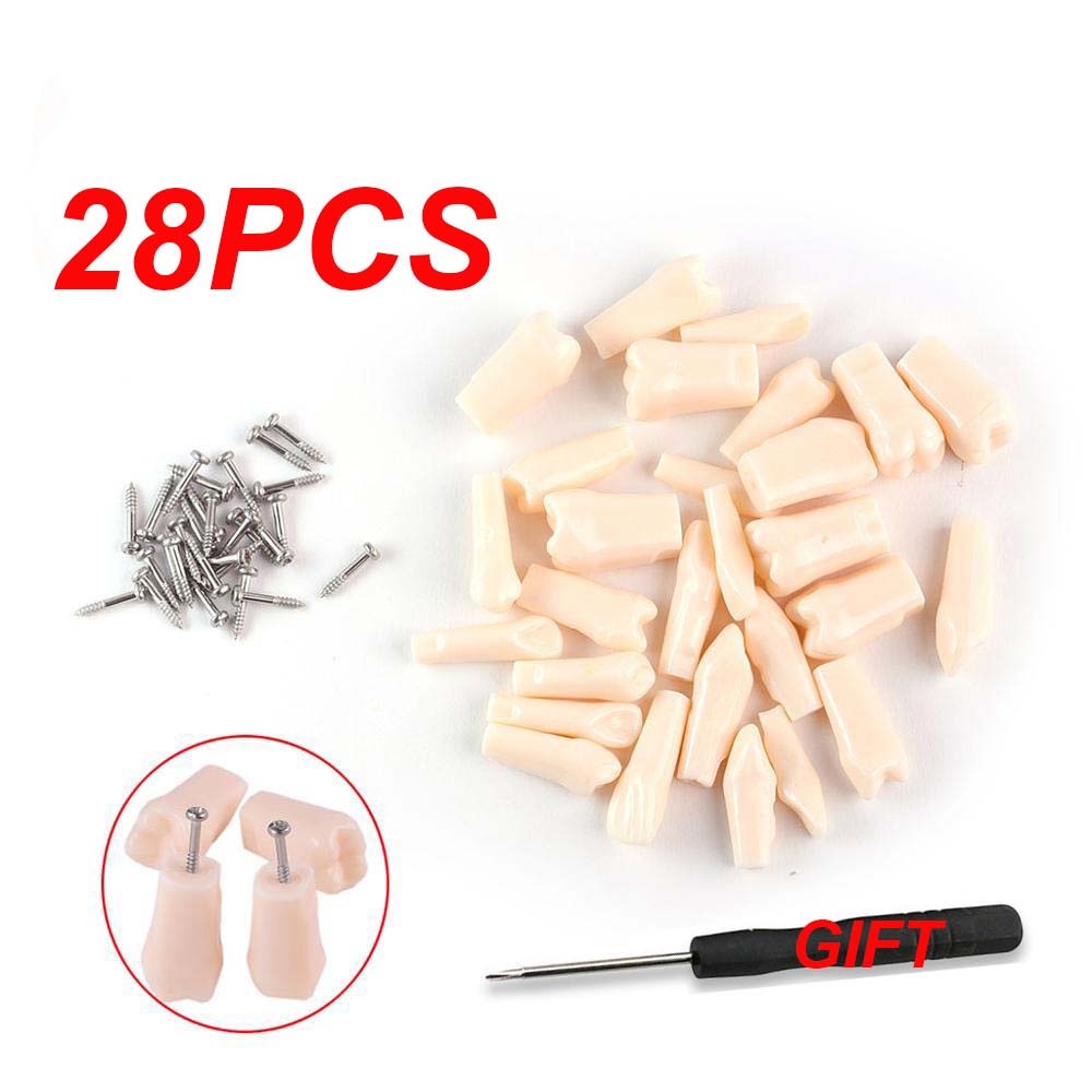 Bộ 28 Mô Hình Răng NISSIN 500 Thay Thế Hỗ Trợ Dạy Học