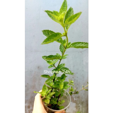 Cây sương sáo/ cây thạch đen
