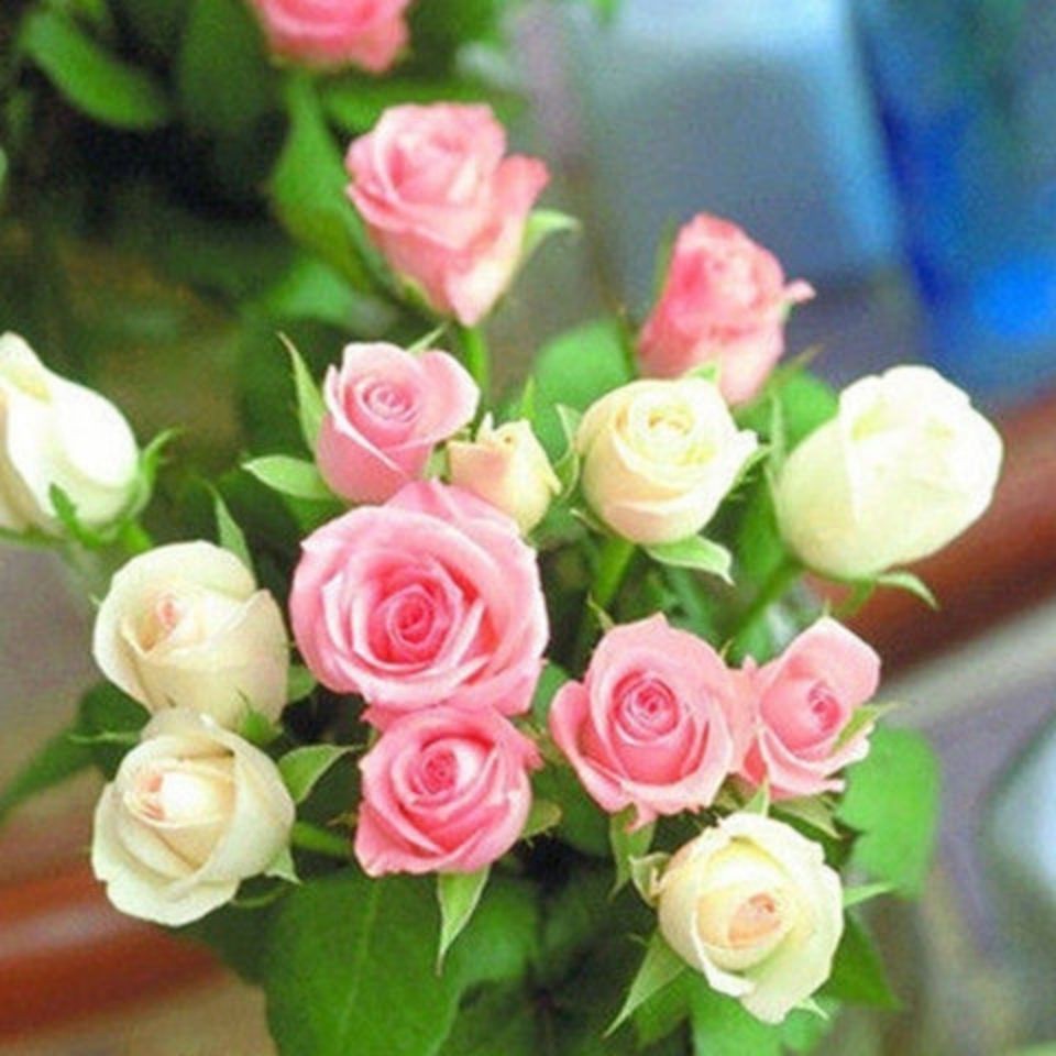 Hạt giống hoa hồng nhung đỏ 30h