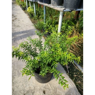 Cây Mai chiếu thủy nguyên chậu sẵn hoa, trang trí vườn