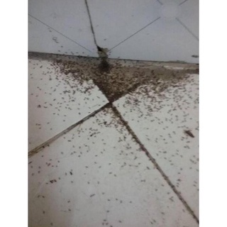 Lọ thuốc diệt dán, kiến sinh học