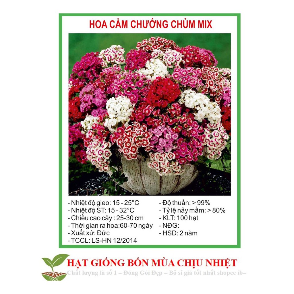 Gói 20 hạt giống hoa cẩm chướng chùm mix ĐẾN MÙA TRỒNG TẾT