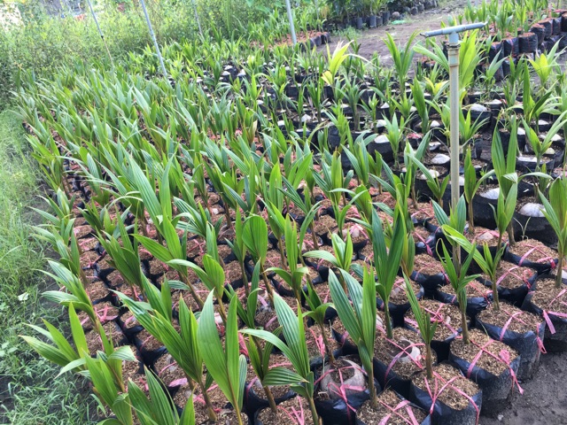 Combo 02 Dừa Dứa Giống Đạt Chuẩn F1