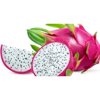 CÂY GIỐNG CÂY THANH LONG VỎ ĐỎ RUỘT TRẮNG