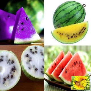 Hạt giống dưa hấu cầu vồng 10 HẠT