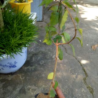 Cây cát đằng đứng(cây giống)