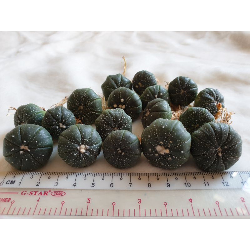 Xương rồng Aster nhiều chấm