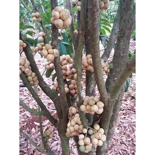 CÂY GIỐNG BÒN BON