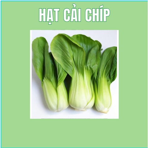Hạt giống rau cải chíp (cải thìa - cải chít-100H)